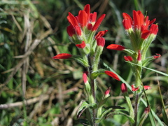 Castilleja scorzonerifolia
