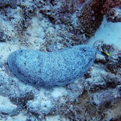 Holothuria whitmaei