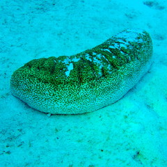 Holothuria fuscopunctata