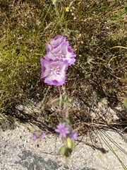 Clarkia williamsonii