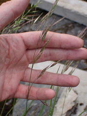 Bromus racemosus