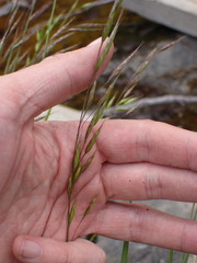 Bromus racemosus