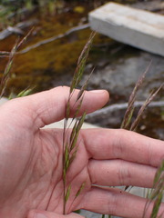 Bromus racemosus