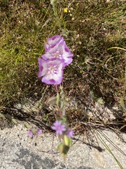 Clarkia williamsonii