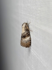 Acatapaustus leucospila