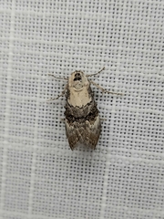Acatapaustus leucospila