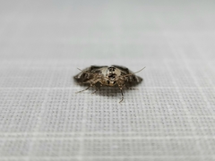 Acatapaustus leucospila