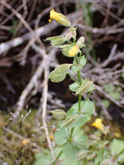 Erythranthe nasuta