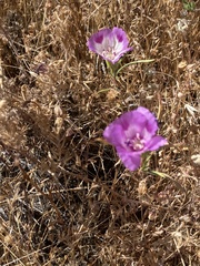 Clarkia williamsonii