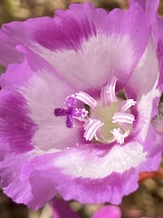 Clarkia williamsonii