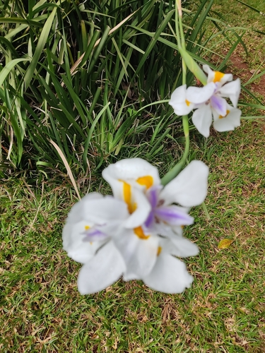 Dietes image