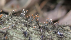 Stilbocrea gracilipes