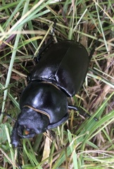 Lucanus cervus