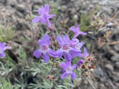 Penstemon gairdneri
