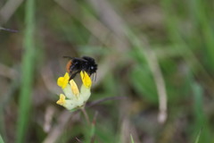 Bombus wurflenii