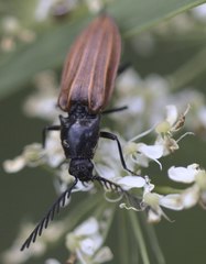 Anostirus purpureus