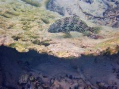 Epinephelus merra
