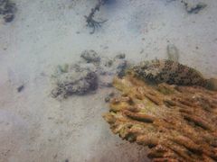 Epinephelus merra