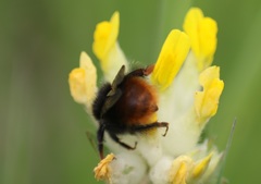 Bombus wurflenii