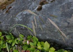 Bromus sitchensis