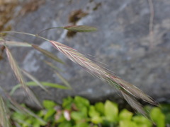Bromus sitchensis