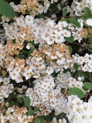 Spiraea trilobata