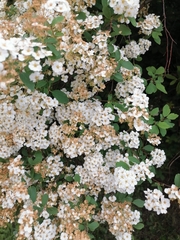Spiraea trilobata