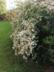 Spiraea trilobata