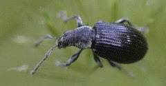 Phyllobius viridicollis