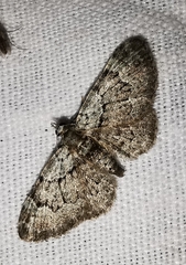 Gymnoscelis rufifasciata