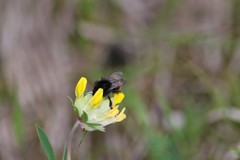 Bombus wurflenii