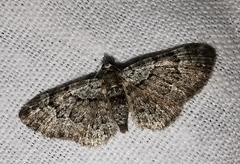 Gymnoscelis rufifasciata