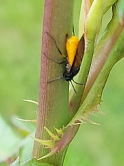 Arge pagana stephensii