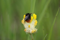 Bombus wurflenii