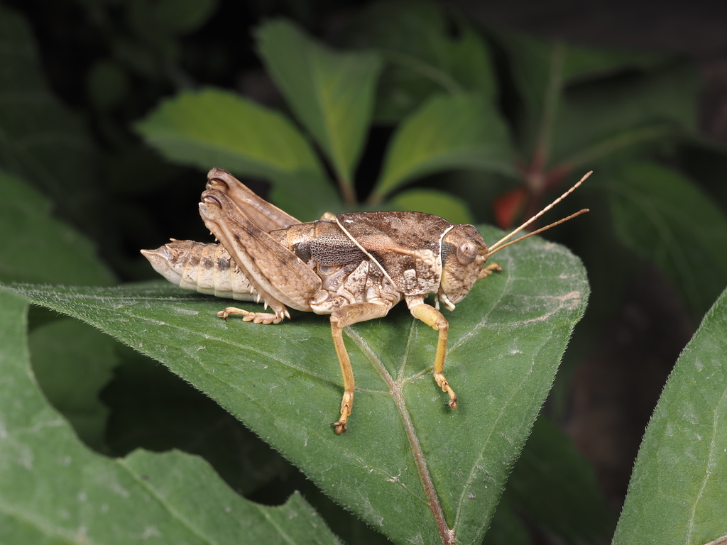 Haplotropis brunneriana