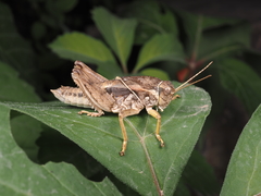 Haplotropis brunneriana