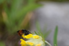 Bombus wurflenii