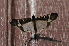Tipuliforma triangulalis