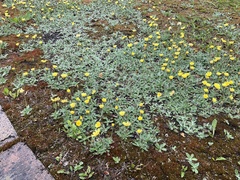 Pilosella officinarum