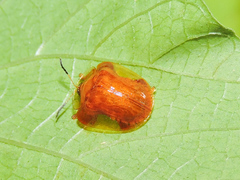 Charidotella tuberculata