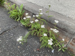 Achillea millefolium