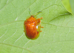 Charidotella tuberculata