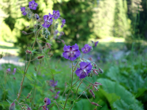 Geranium phaeum