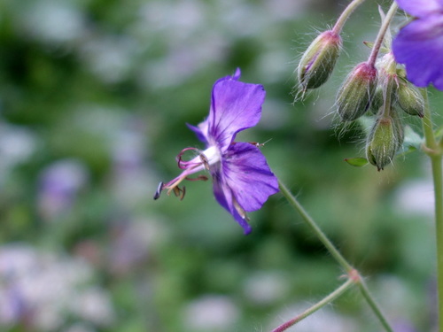 Geranium phaeum