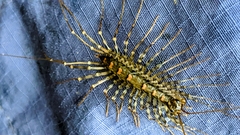 Thereuopoda clunifera