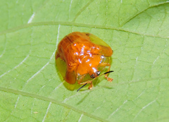 Charidotella tuberculata