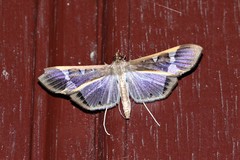 Tipuliforma triangulalis