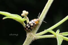 Phola octodecimguttata