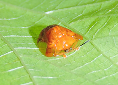 Charidotella tuberculata