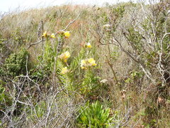 Oenothera elata hookeri